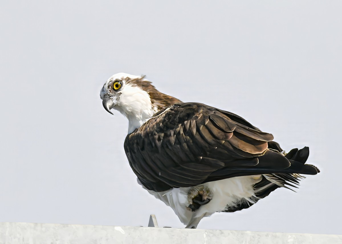 Osprey - ML646363828