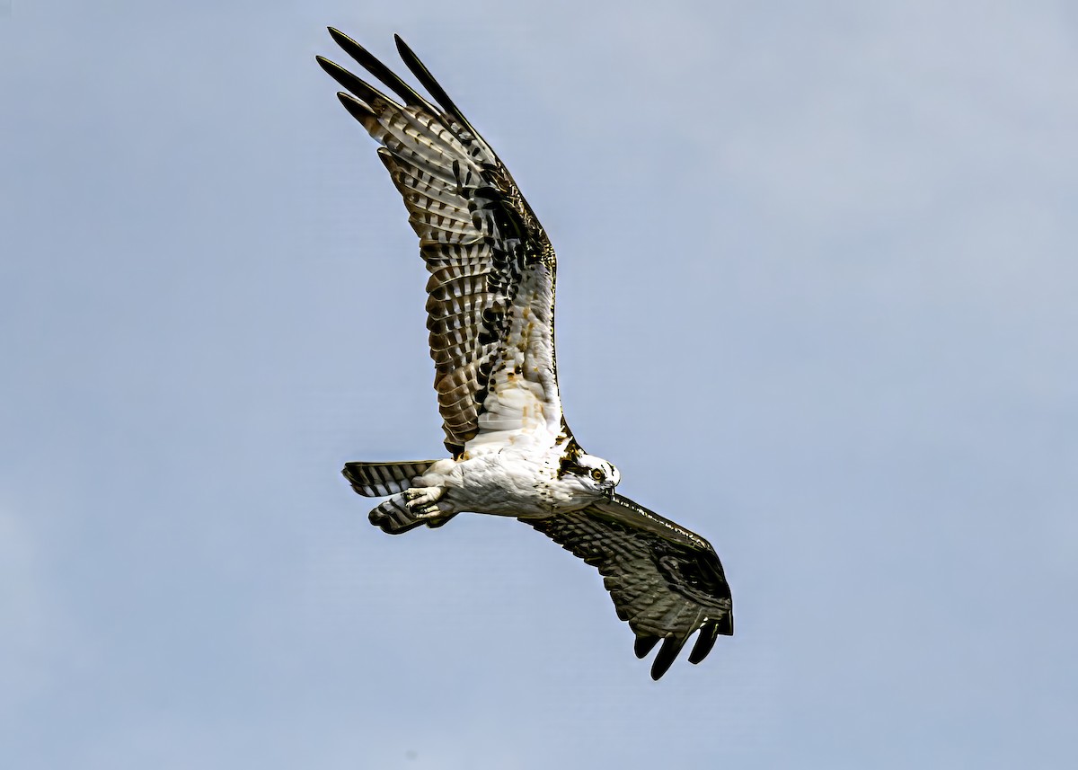 Osprey - ML646363829
