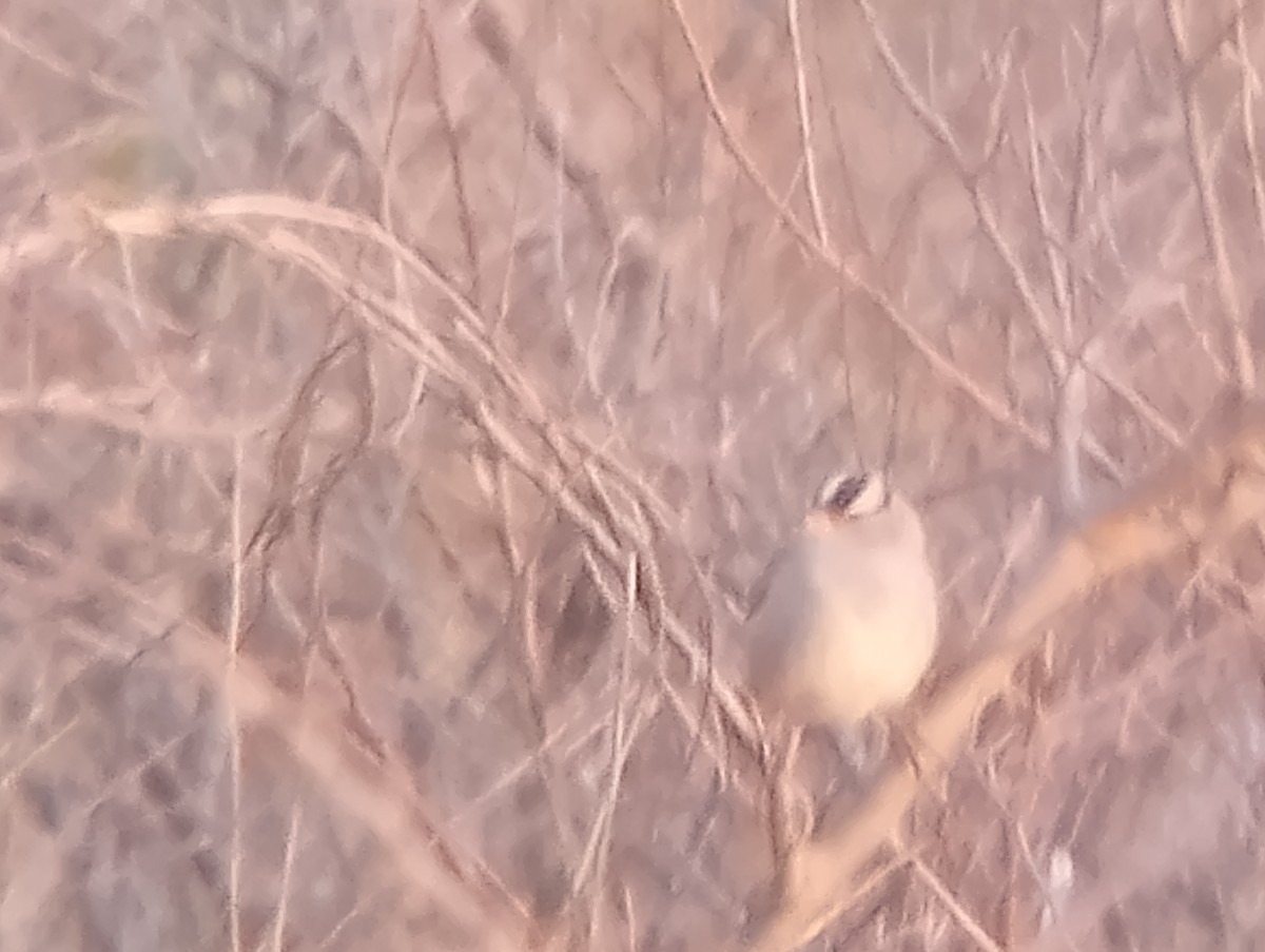 White-crowned Sparrow - ML646363833
