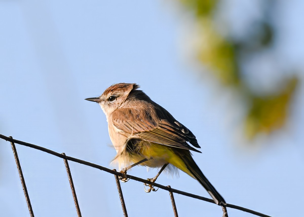 Palm Warbler - ML646363836