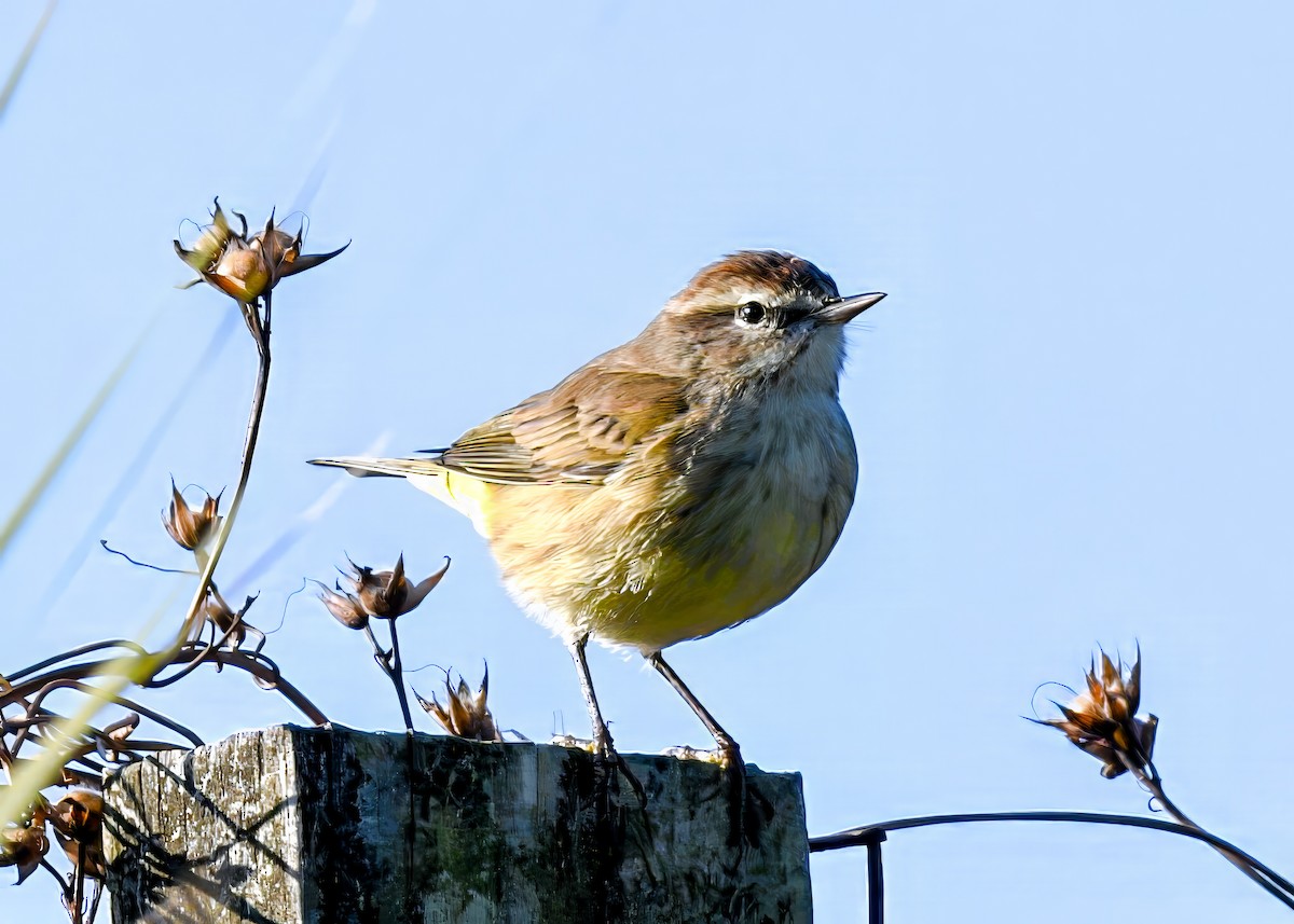 Palm Warbler - ML646363837