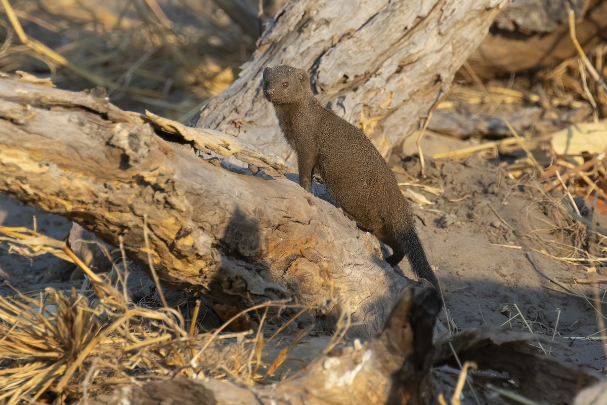 Common Dwarf Mongoose - ML646363840