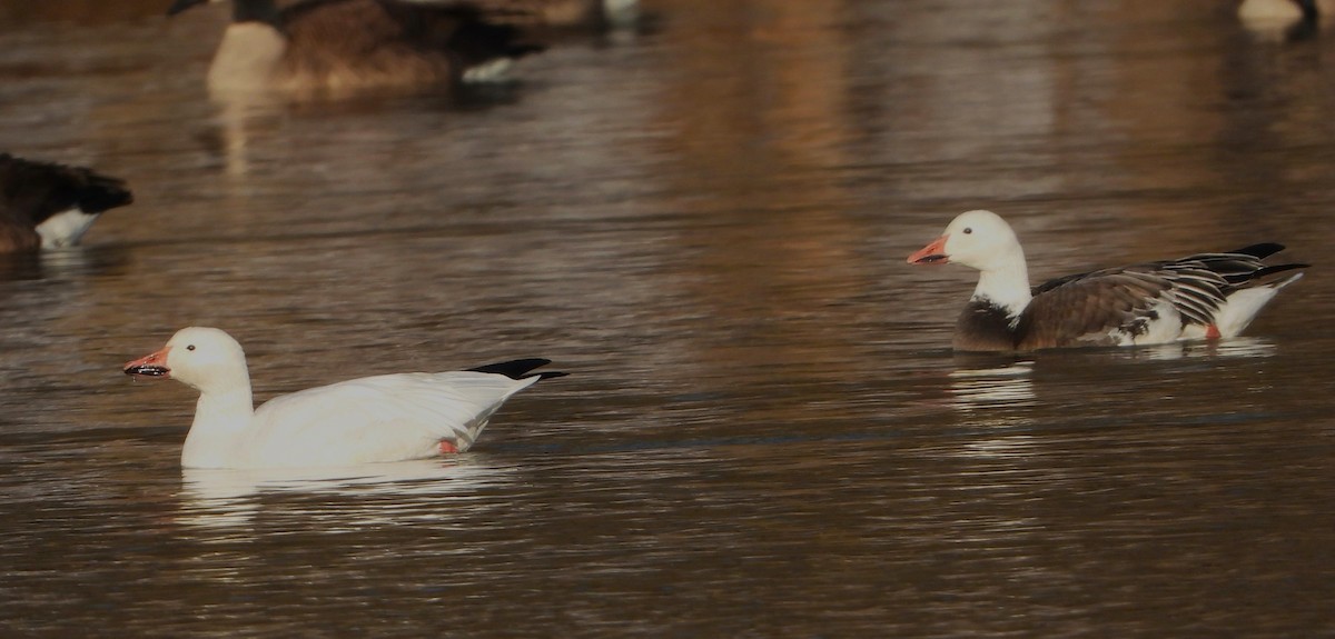 Snow Goose - ML646363841
