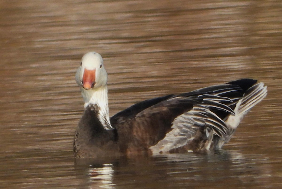 Snow Goose - ML646363842