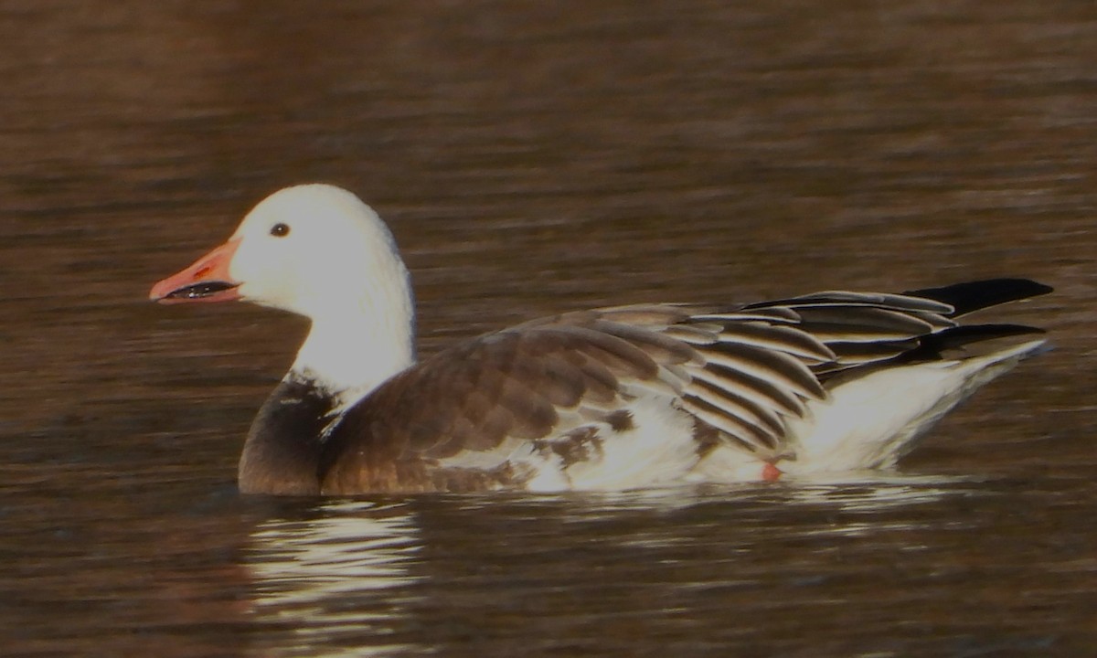 Snow Goose - ML646363843