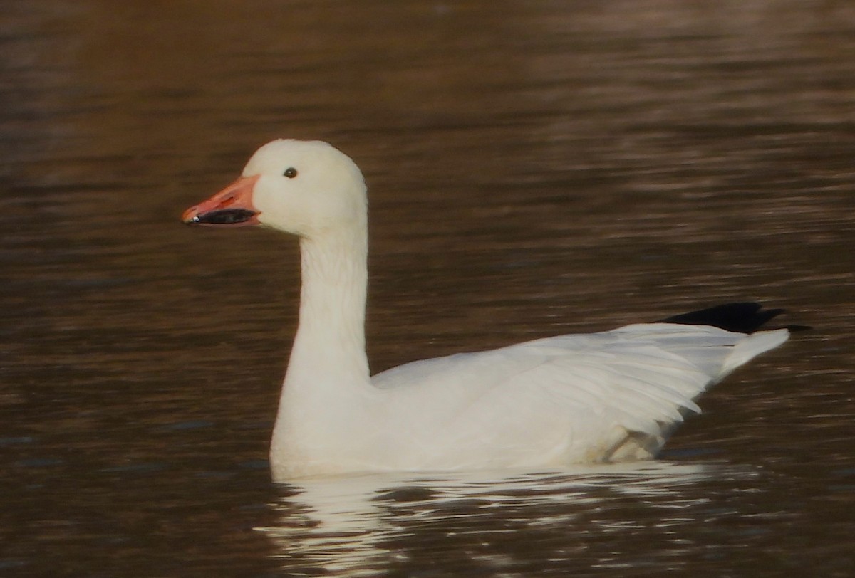 Snow Goose - ML646363844