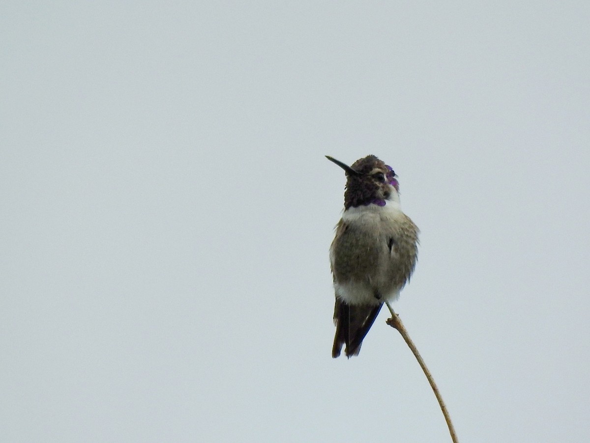 Costa's Hummingbird - ML646363848
