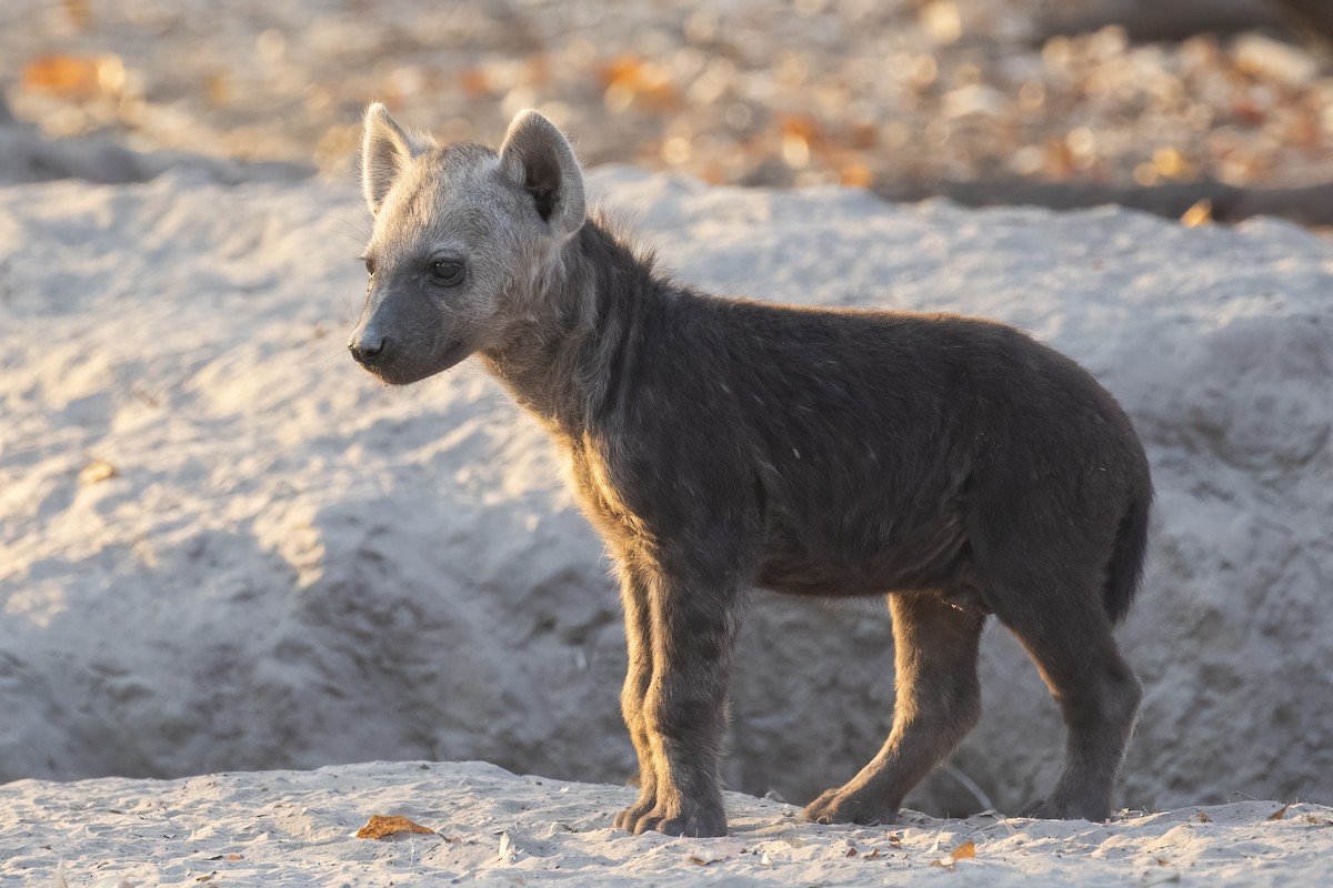 Spotted Hyena - ML646363849