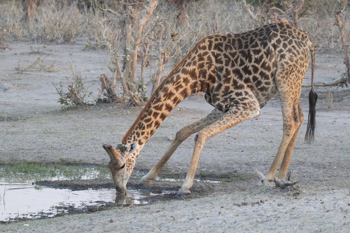 Southern Giraffe - ML646363850