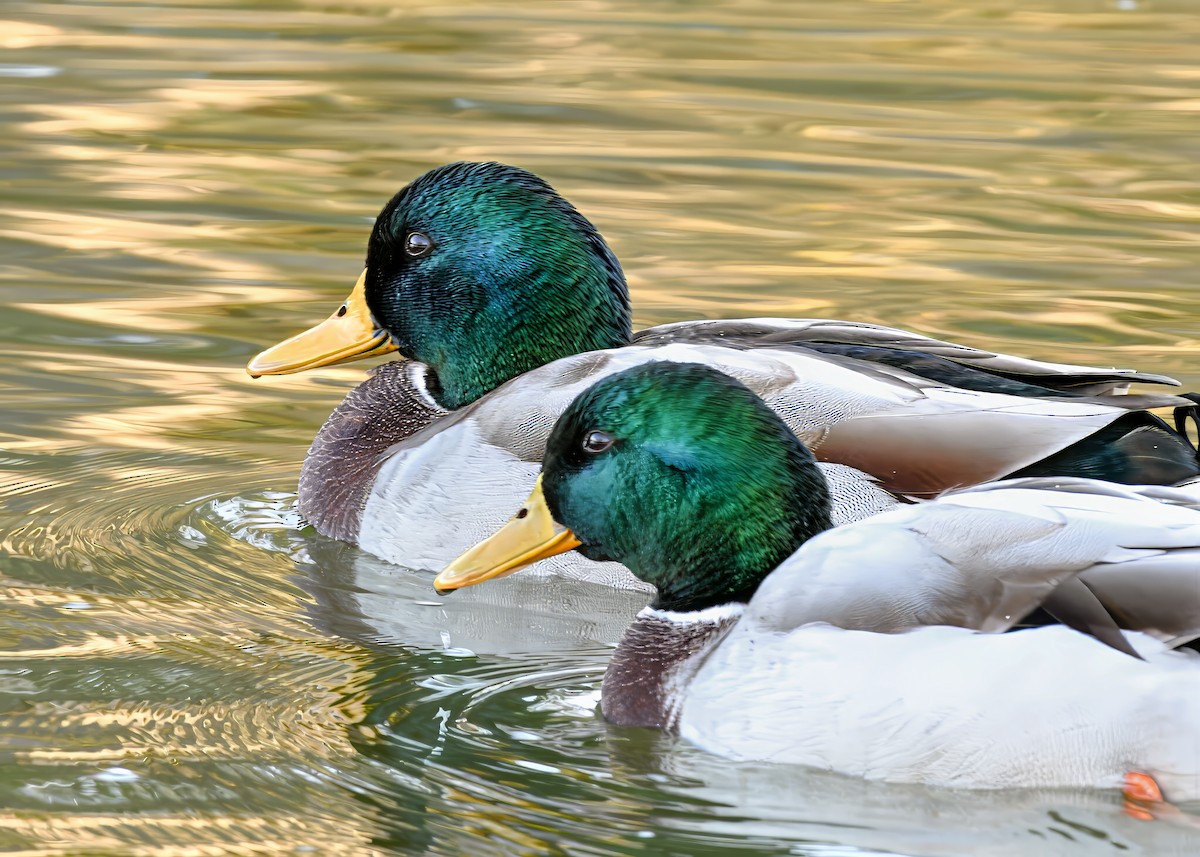 Mallard - ML646363860