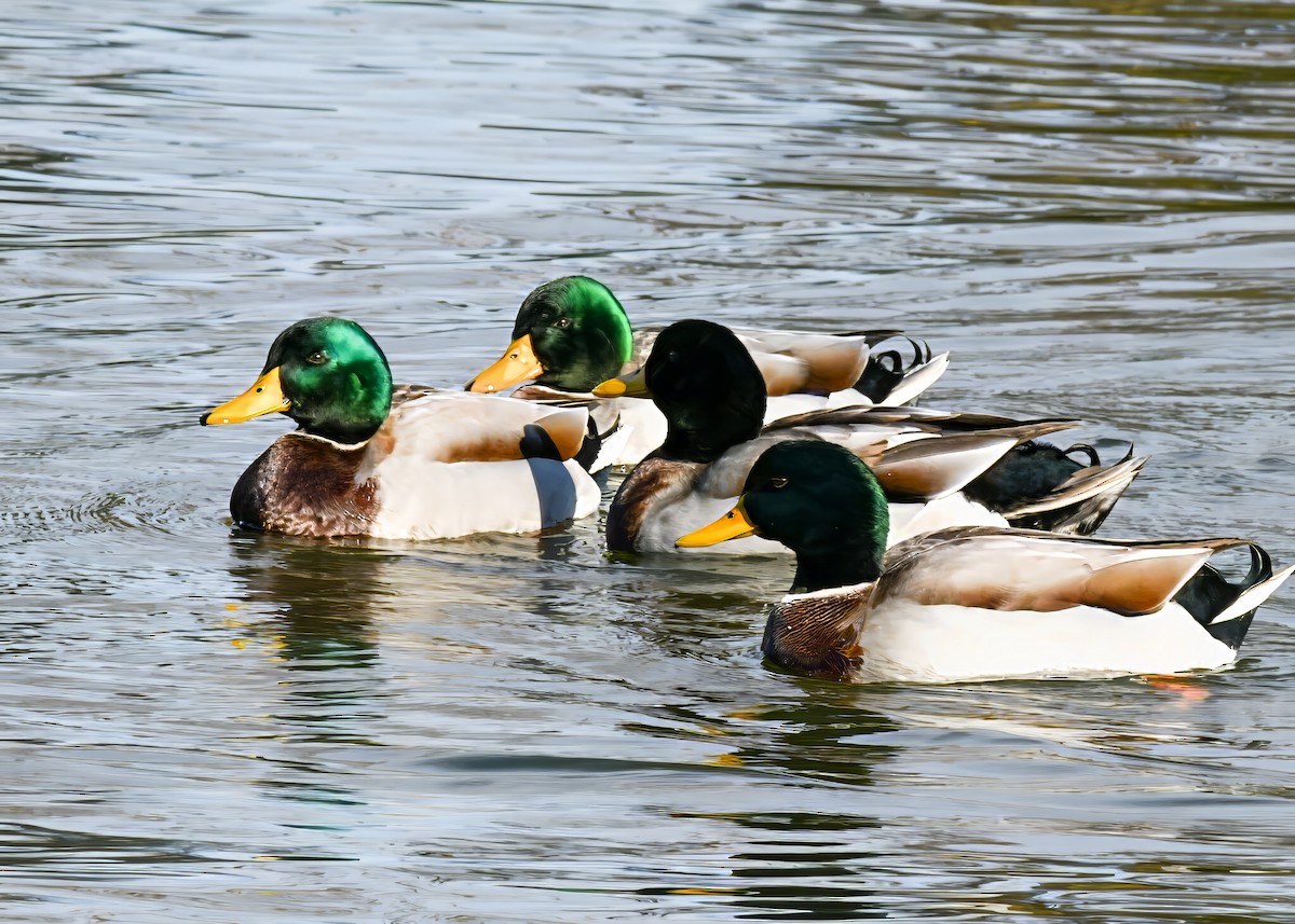 Mallard - ML646363862