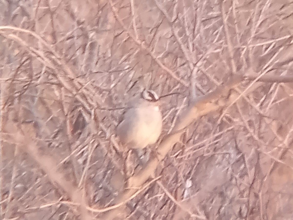White-crowned Sparrow - ML646363863