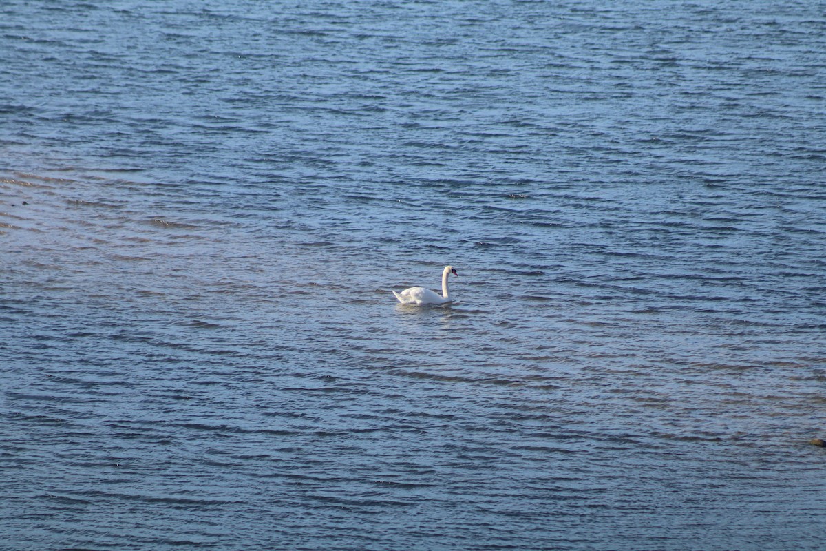 疣鼻天鵝 - ML646363865