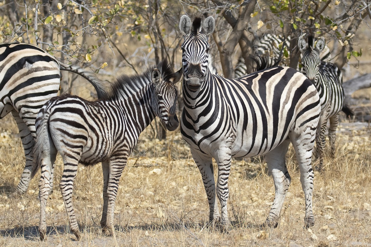Plains Zebra - ML646363866