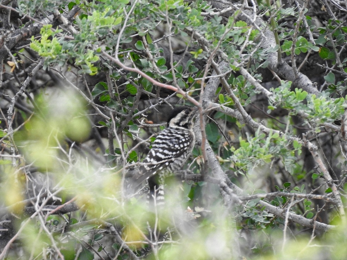 Ladder-backed Woodpecker - ML646363868