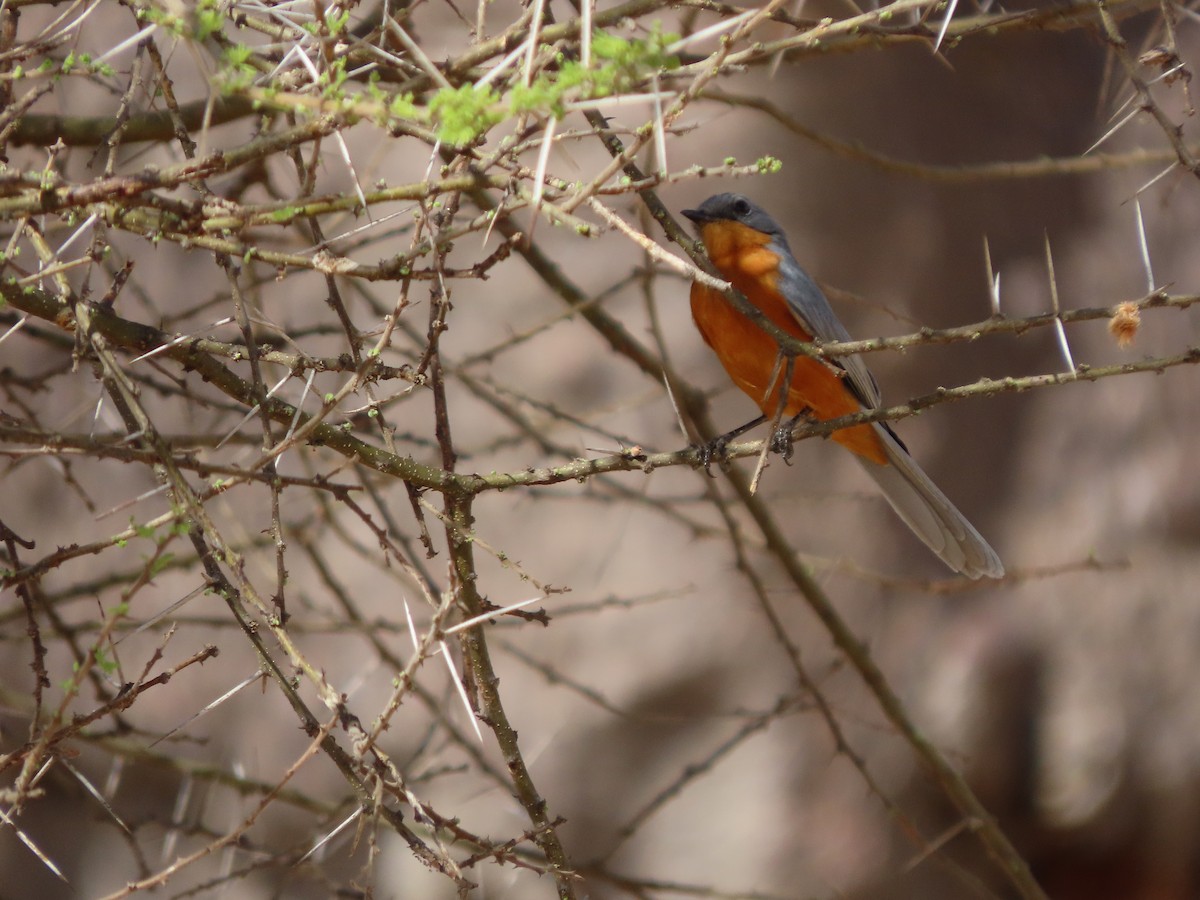 Silverbird - ML646363870