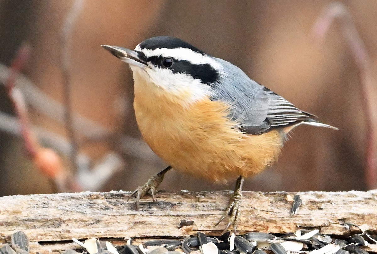Red-breasted Nuthatch - ML646363871
