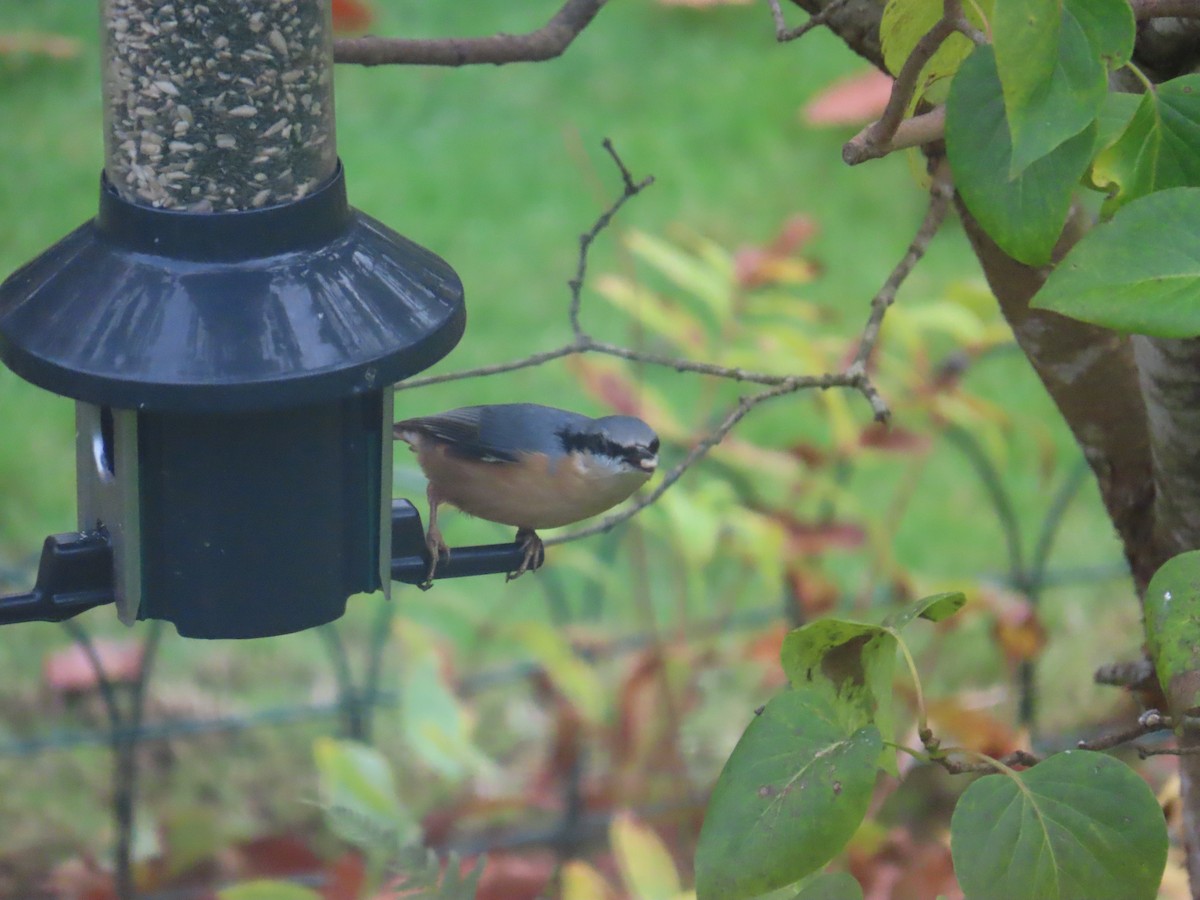 Eurasian Nuthatch - ML646363872