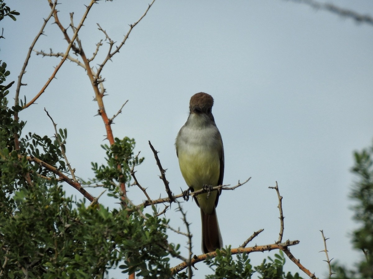 Ash-throated Flycatcher - ML646363873