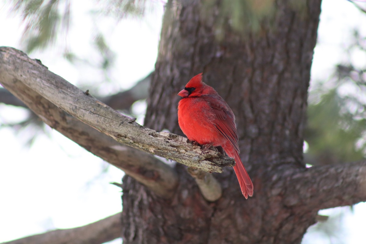 Northern Cardinal - ML646363874