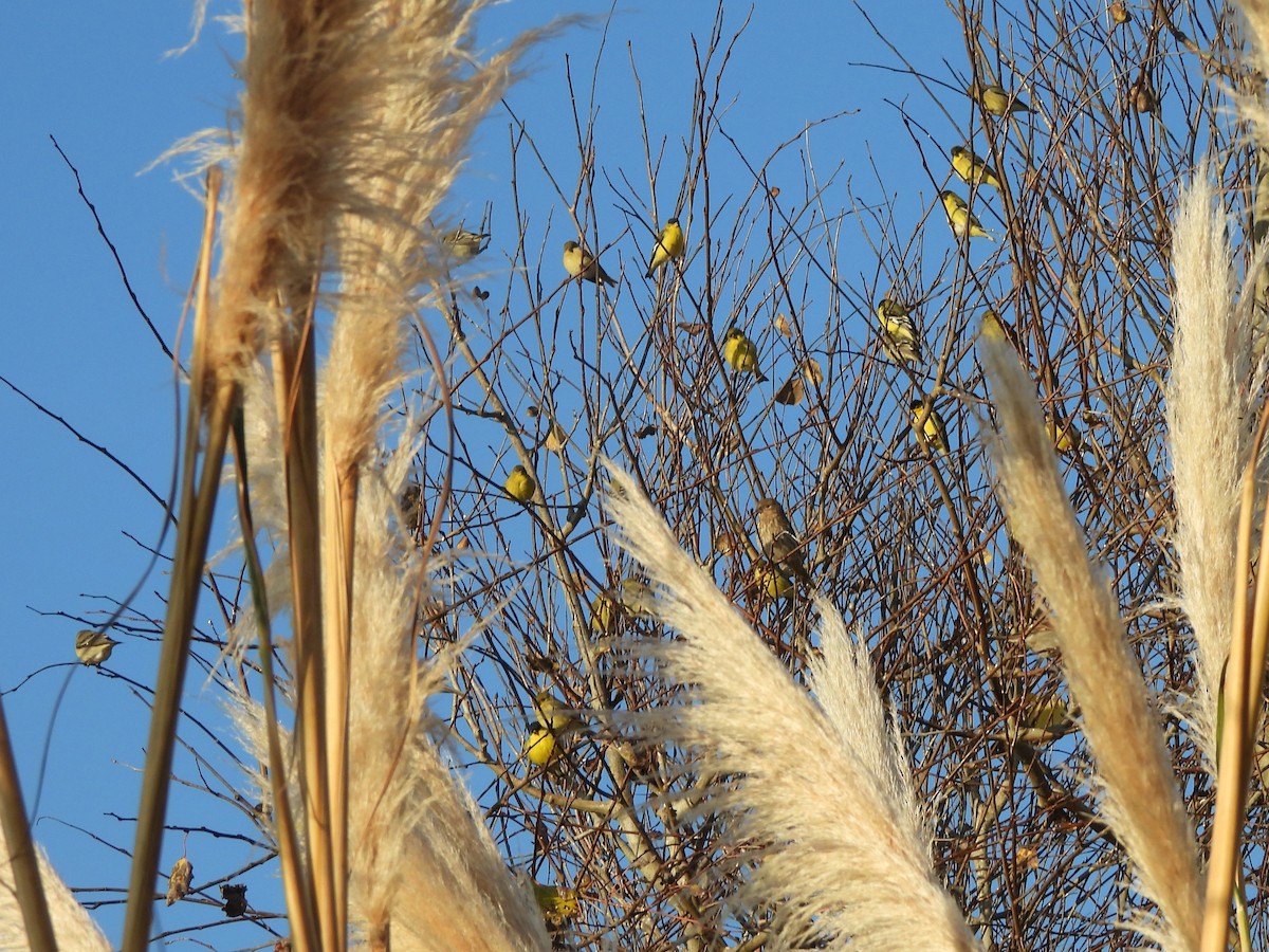 Lesser Goldfinch - ML646363875