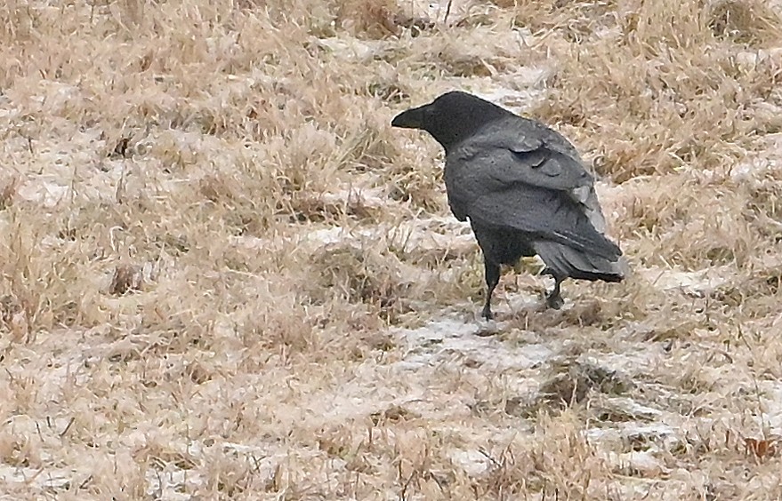 Common Raven - ML646363876