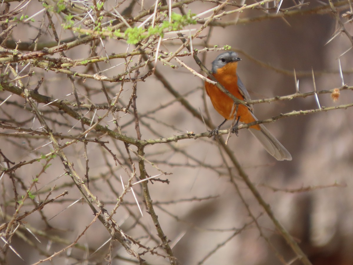 Silverbird - ML646363877