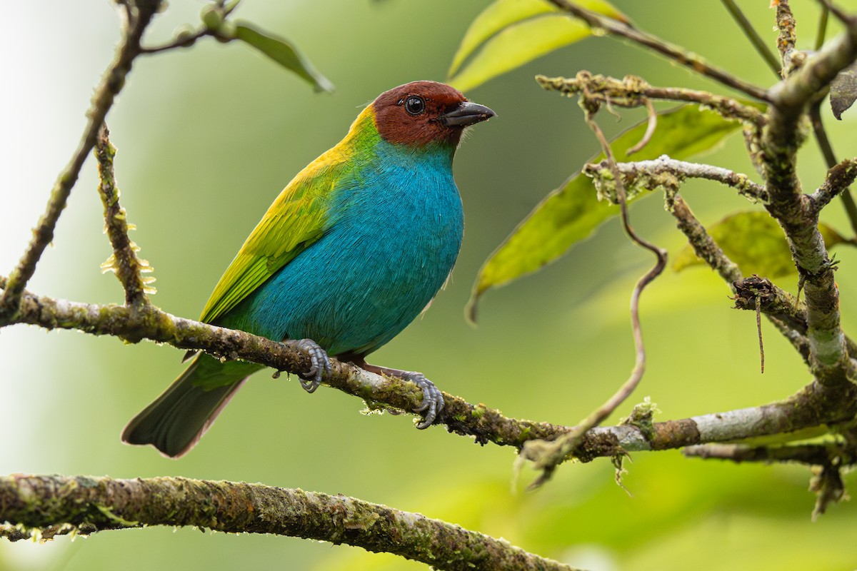 Bay-headed Tanager - ML646363878
