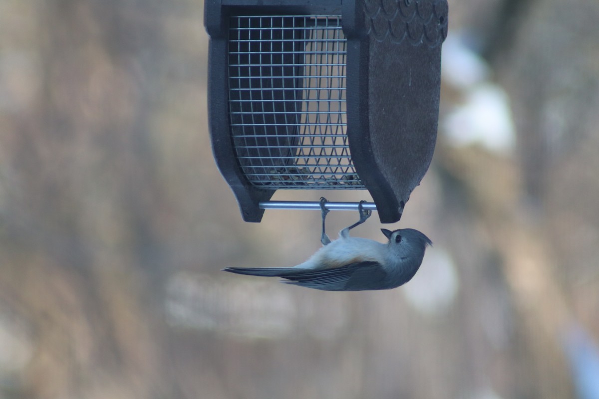 Tufted Titmouse - ML646363879