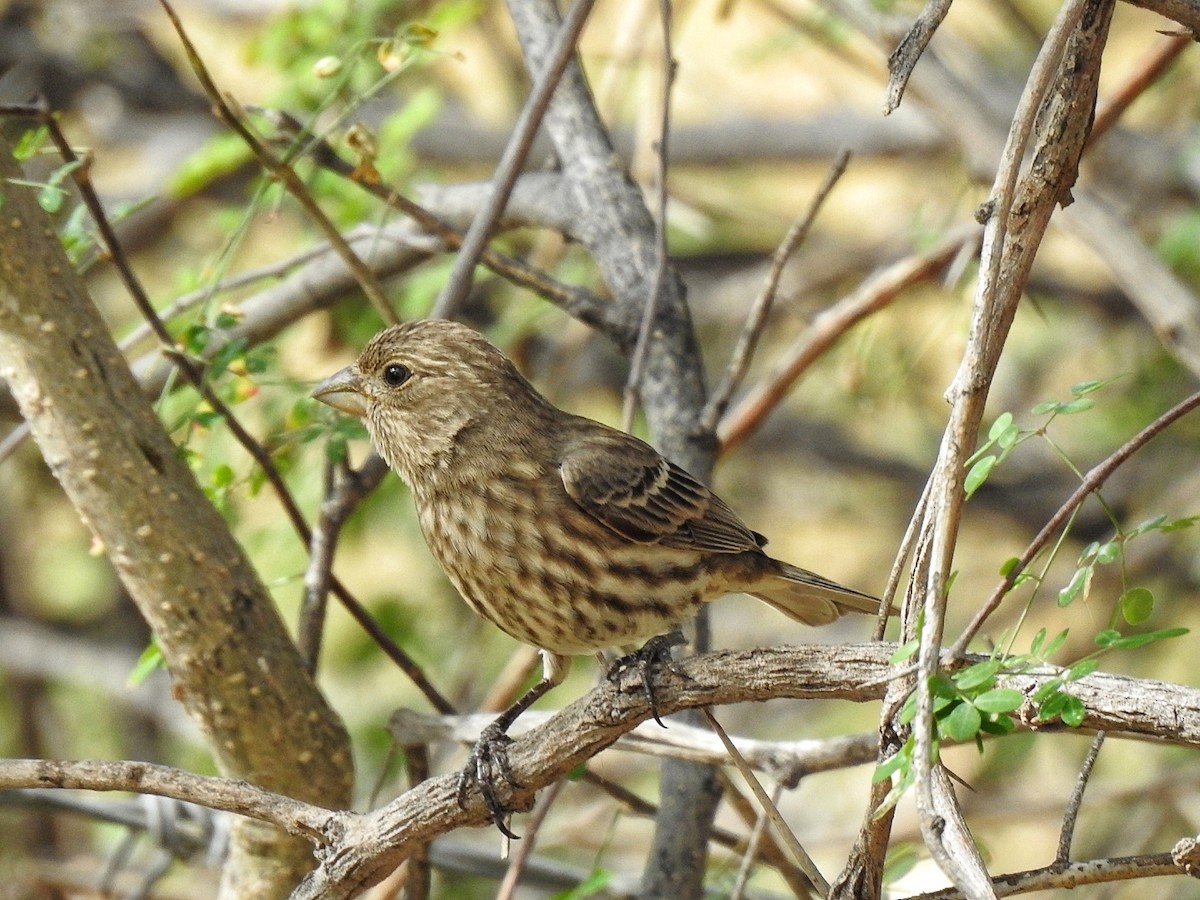 House Finch - ML646363880