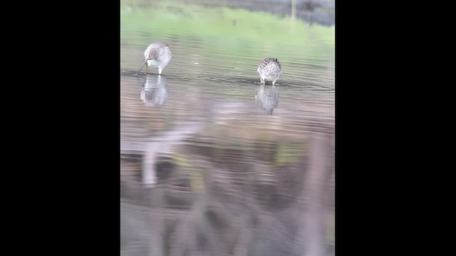 Limnodromo pettorossiccio - ML646363881