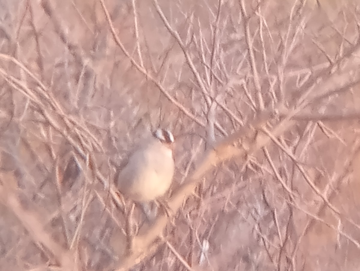 White-crowned Sparrow - ML646363882