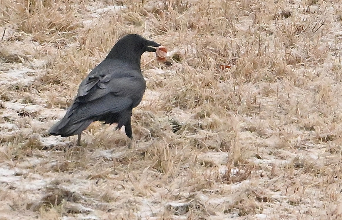 Common Raven - ML646363883