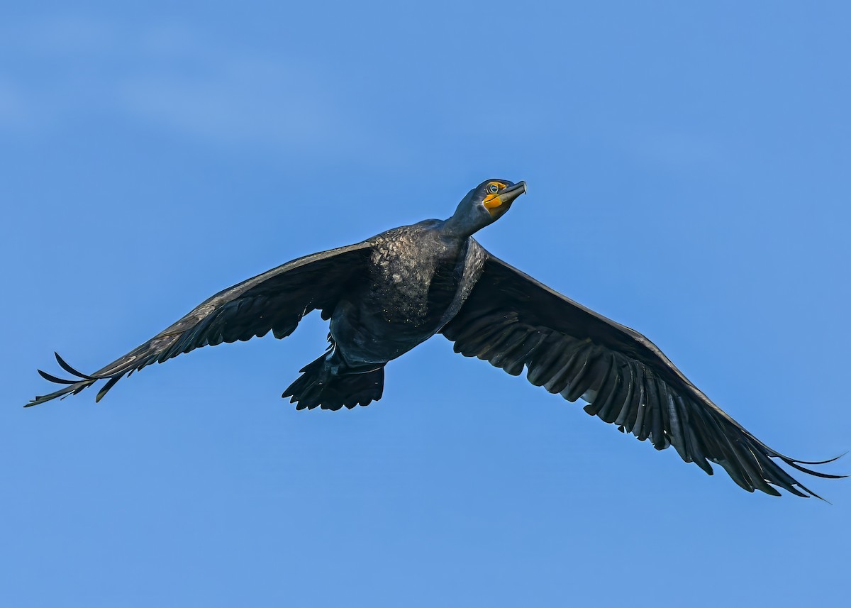 Double-crested Cormorant - ML646363884