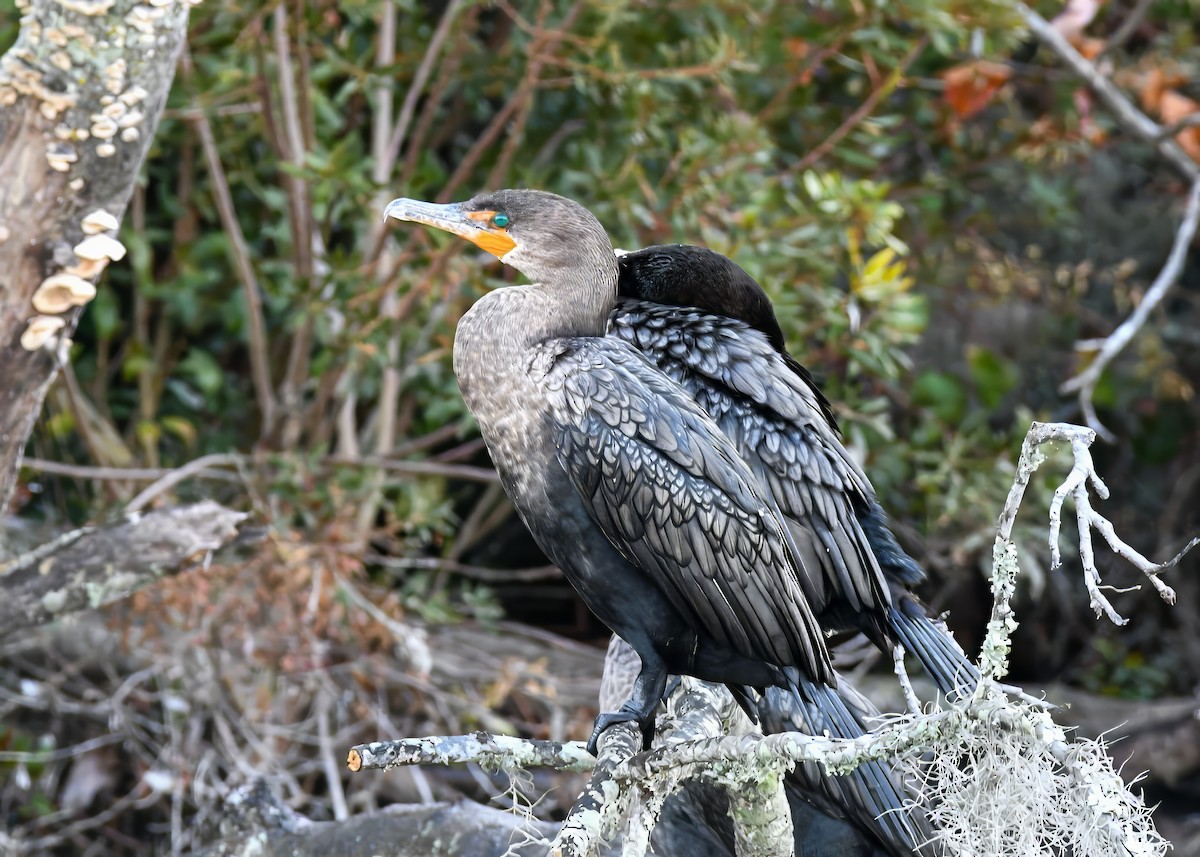 Double-crested Cormorant - ML646363885