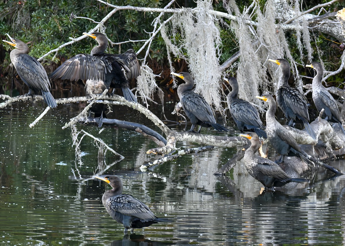 Double-crested Cormorant - ML646363886