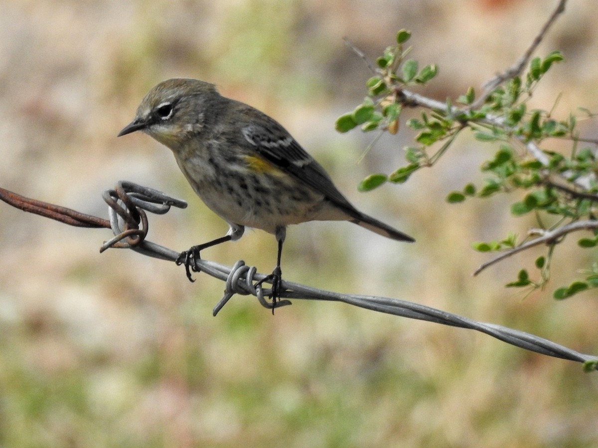 Yellow-rumped Warbler - ML646363889