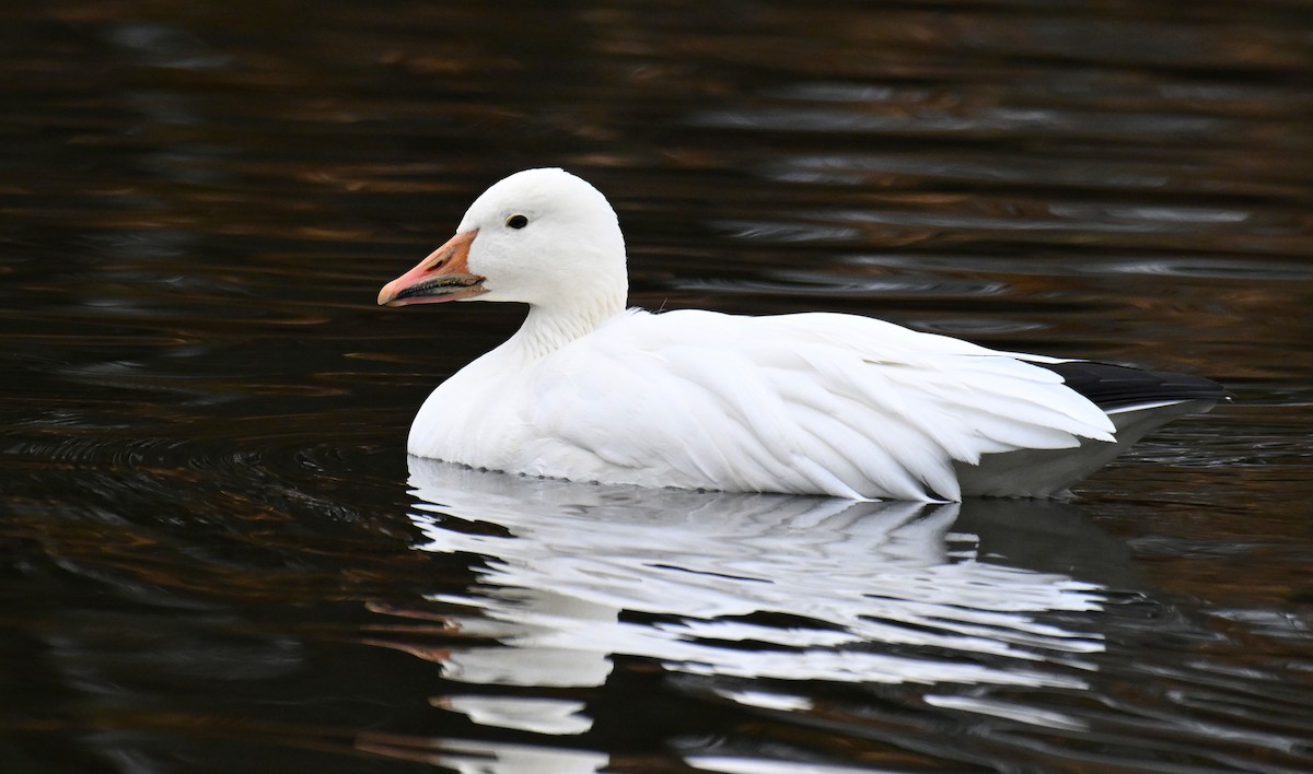 Snow Goose - ML646363890