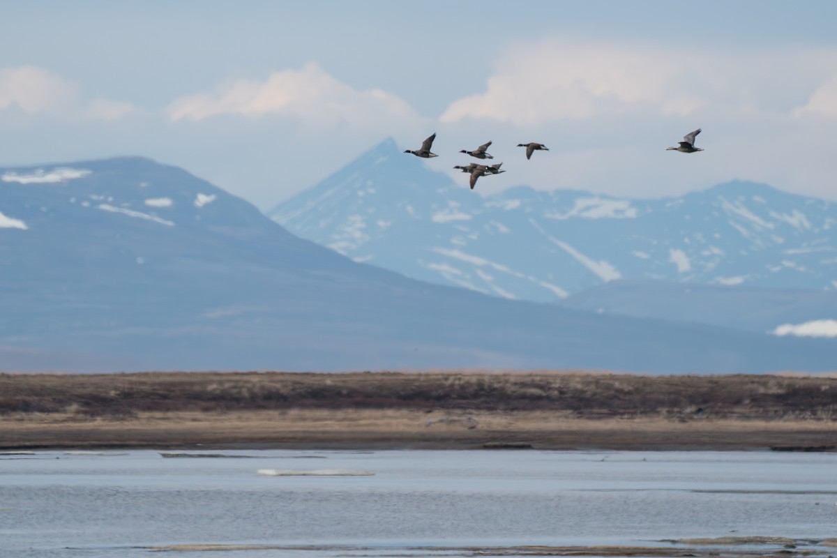 Emperor Goose - ML646363891