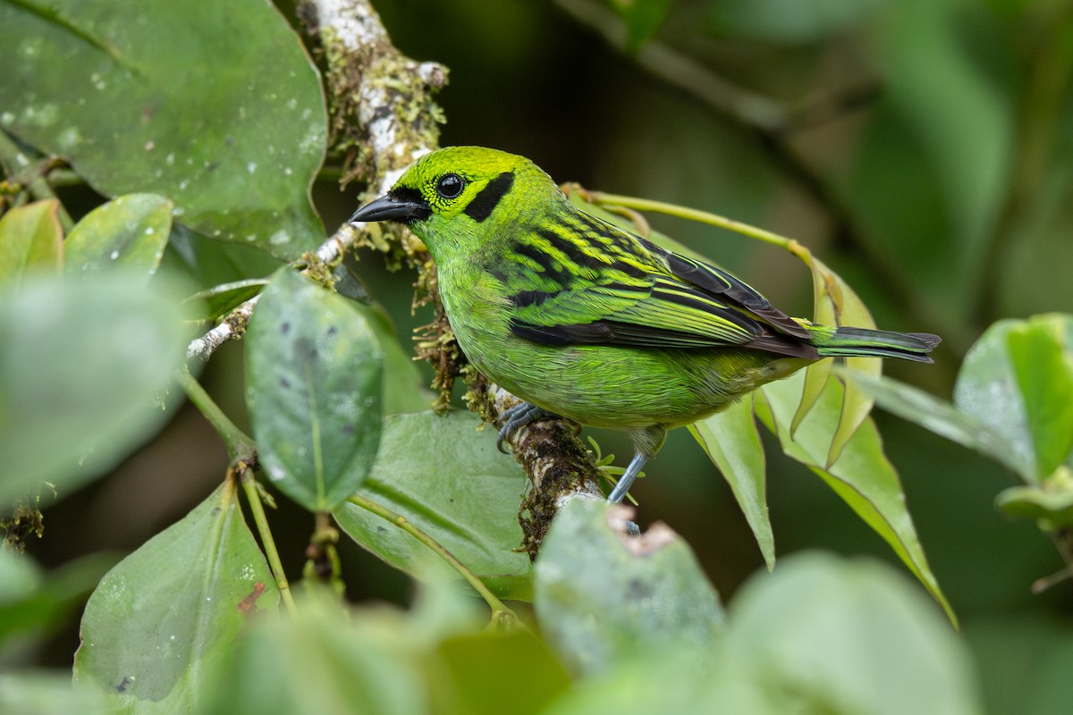 Emerald Tanager - ML646363892