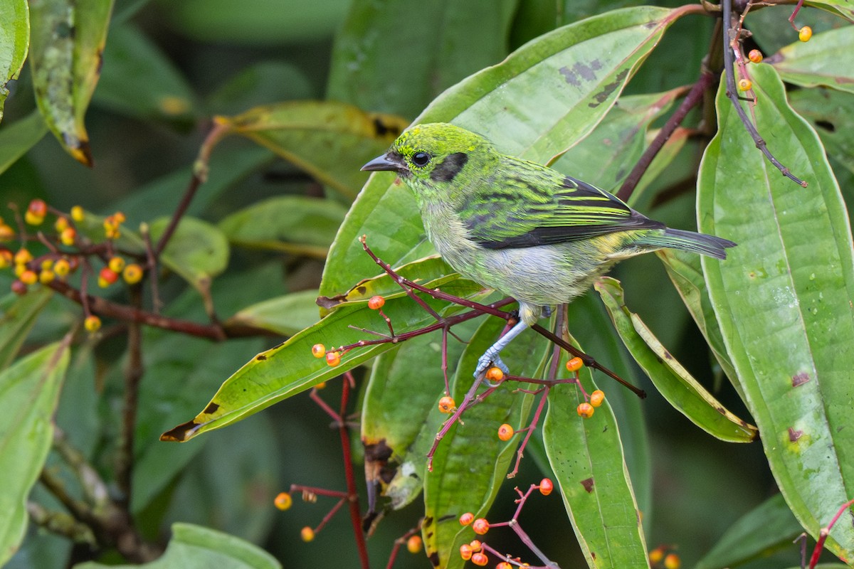 Emerald Tanager - ML646363893