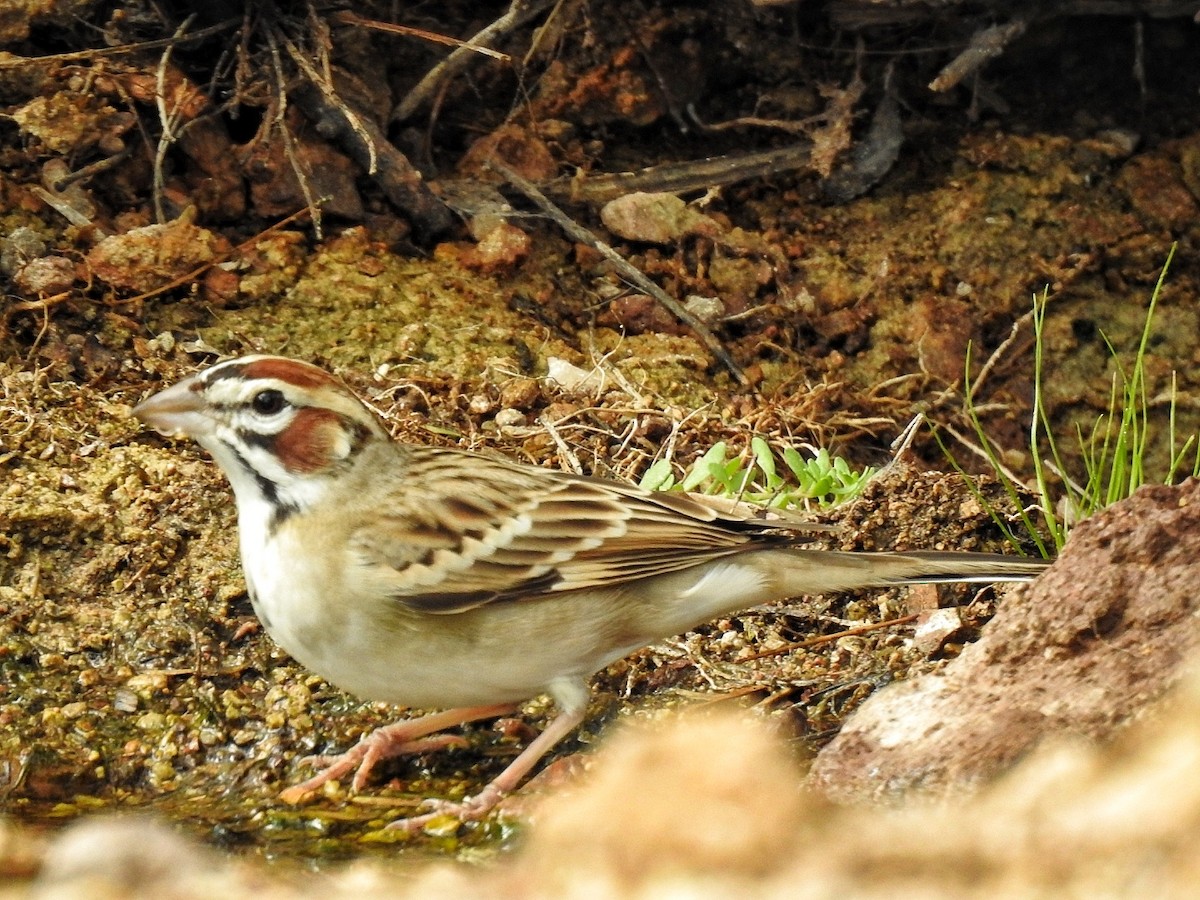Lark Sparrow - ML646363894