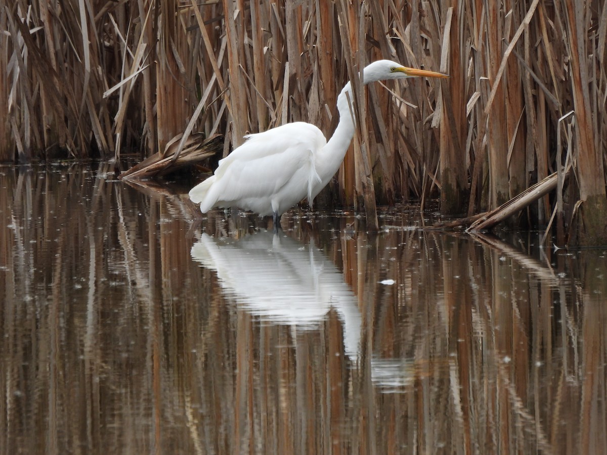 Great Egret - ML646363896