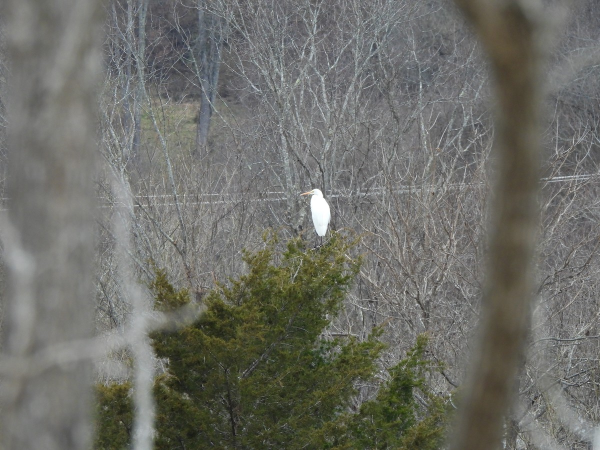 Great Egret - ML646363897