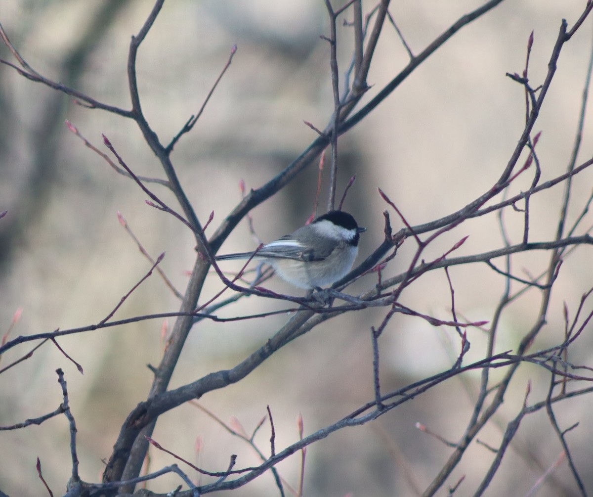 Carolina Chickadee - ML646363898