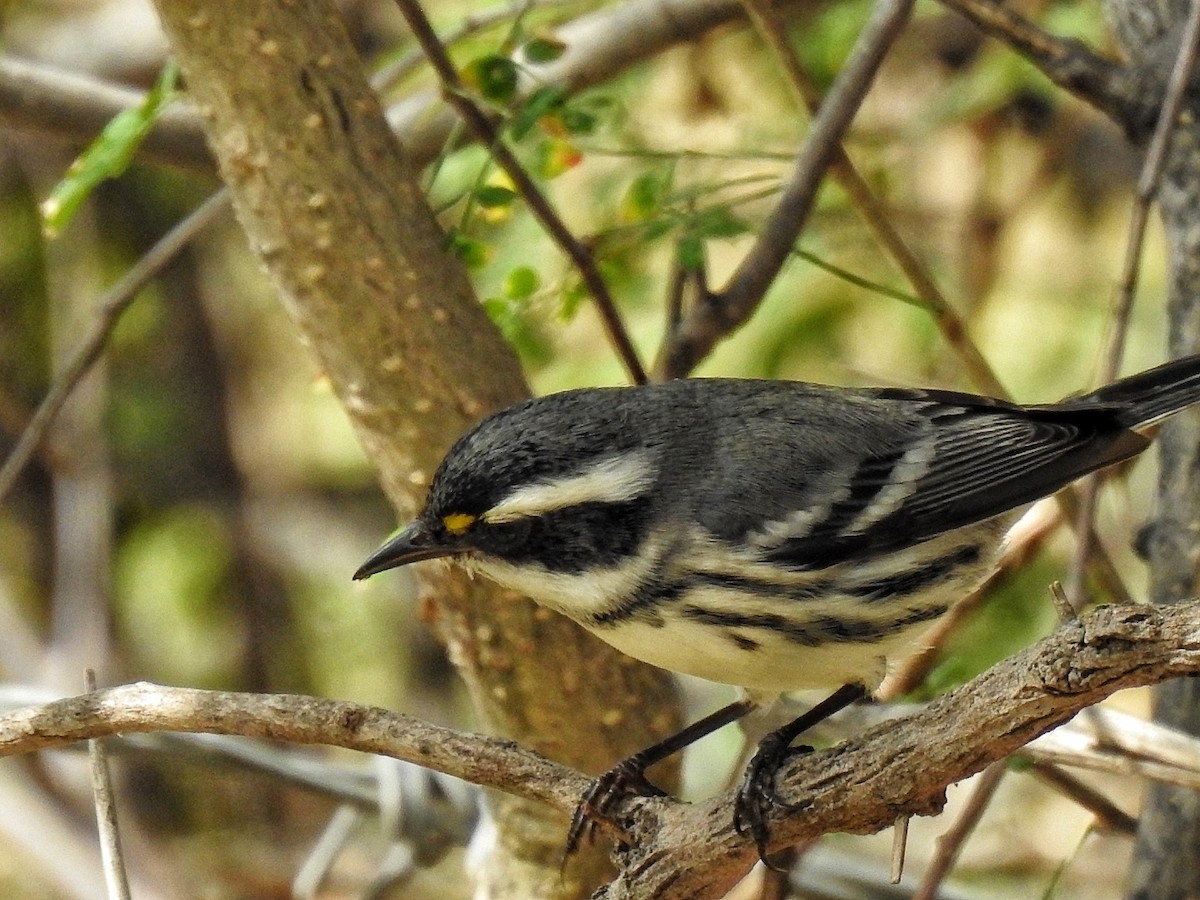 Black-throated Gray Warbler - ML646363899