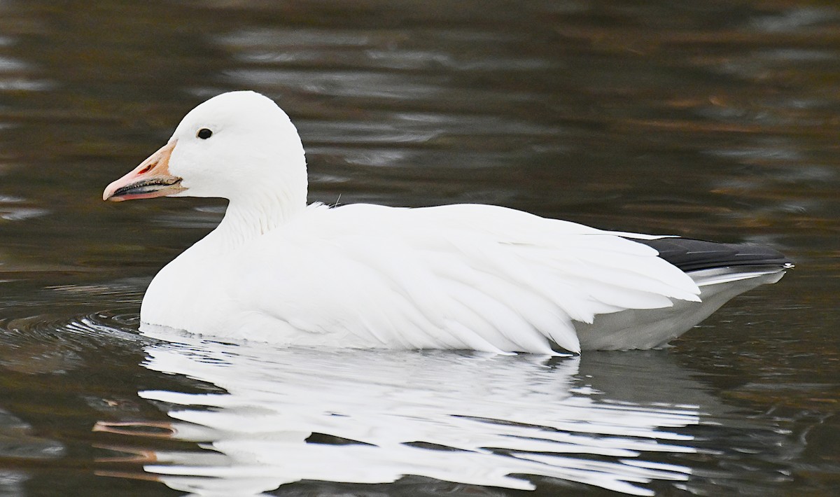 Snow Goose - ML646363900