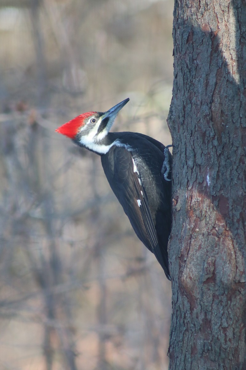 Pileated Woodpecker - ML646363901
