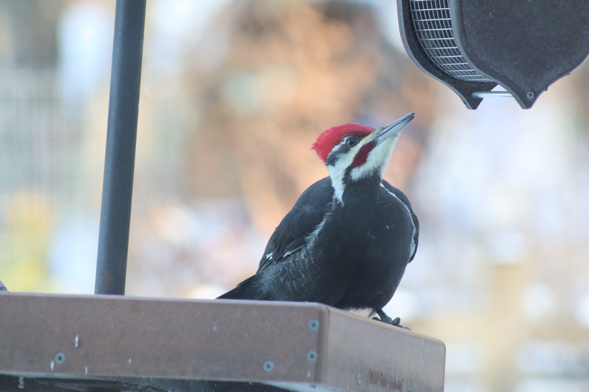 Pileated Woodpecker - ML646363902