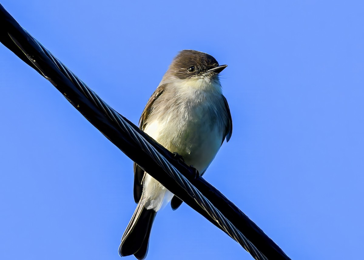 Eastern Phoebe - ML646363903